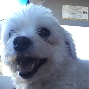 Meet your Posher, Adrian